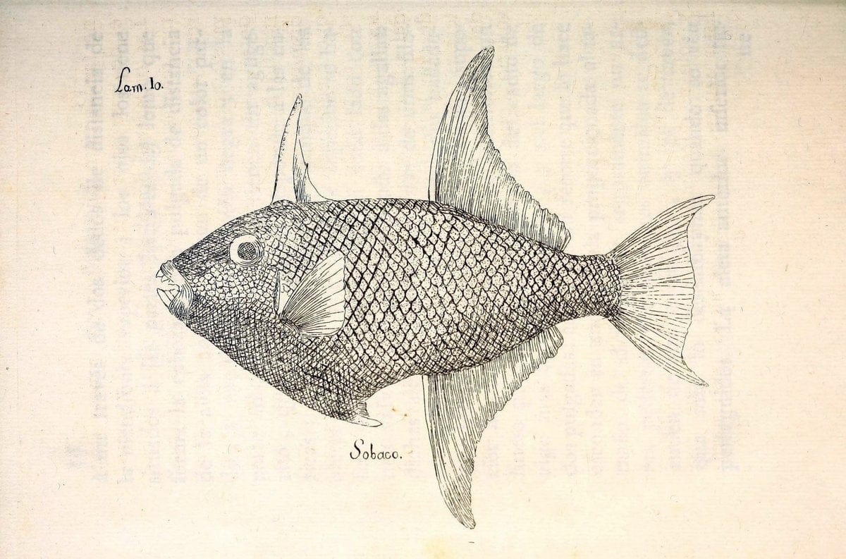 Descripcion de diferentes piezas de historia natural las mas del ramo maritimo :.En La H | "Caribbean Area" Cuba "Marine animals" "Natural history" | Vintage Print Reproduction 467642