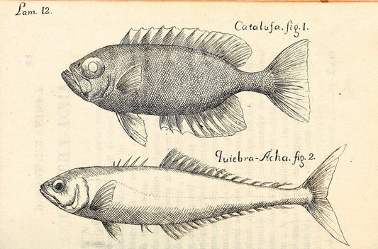 Descripcion de diferentes piezas de historia natural las mas del ramo maritimo :.En La H | "Caribbean Area" Cuba "Marine animals" "Natural history" | Vintage Print Reproduction 467643