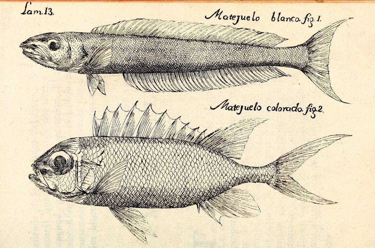 Descripcion de diferentes piezas de historia natural las mas del ramo maritimo :.En La H | "Caribbean Area" Cuba "Marine animals" "Natural history" | Vintage Print Reproduction 467644