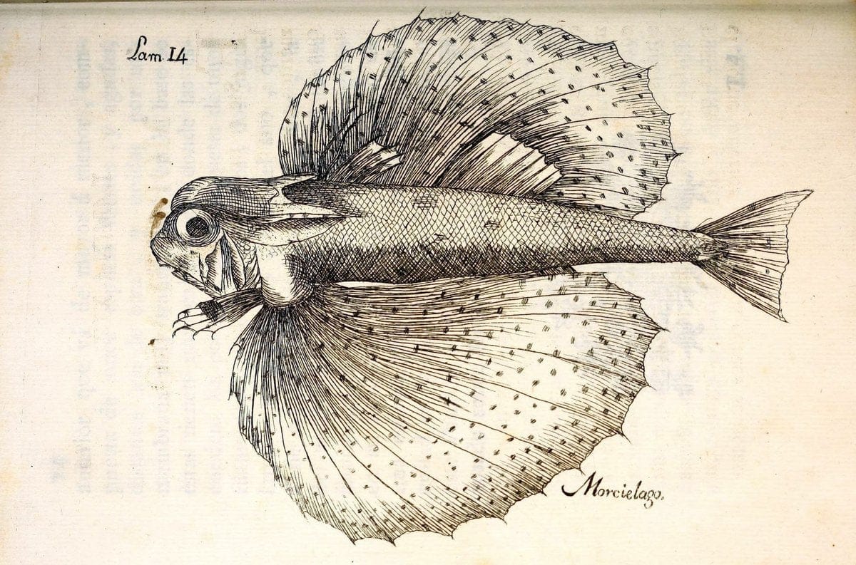 Descripcion de diferentes piezas de historia natural las mas del ramo maritimo :.En La H | "Caribbean Area" Cuba "Marine animals" "Natural history" | Vintage Print Reproduction 467645
