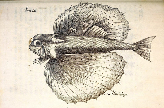 Descripcion de diferentes piezas de historia natural las mas del ramo maritimo :.En La H | "Caribbean Area" Cuba "Marine animals" "Natural history" | Vintage Print Reproduction 467645