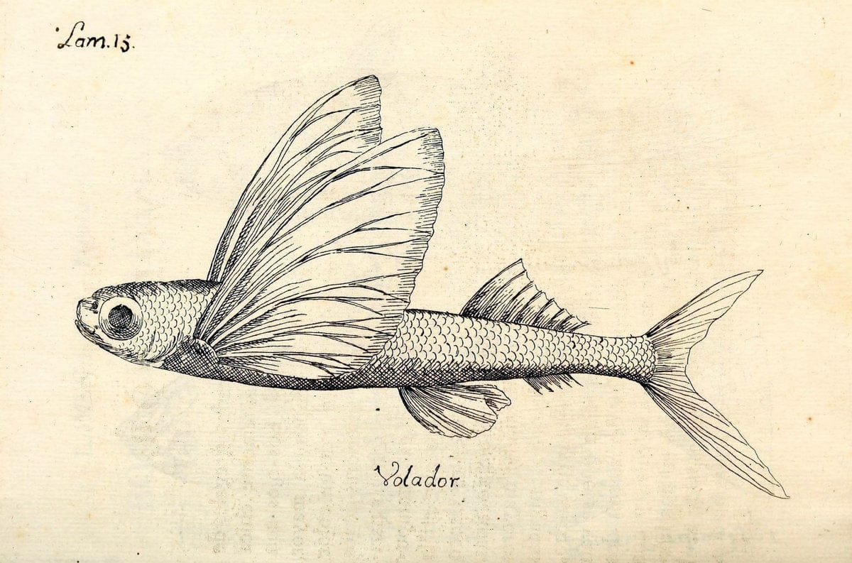 Descripcion de diferentes piezas de historia natural las mas del ramo maritimo :.En La H | "Caribbean Area" Cuba "Marine animals" "Natural history" | Vintage Print Reproduction 467646