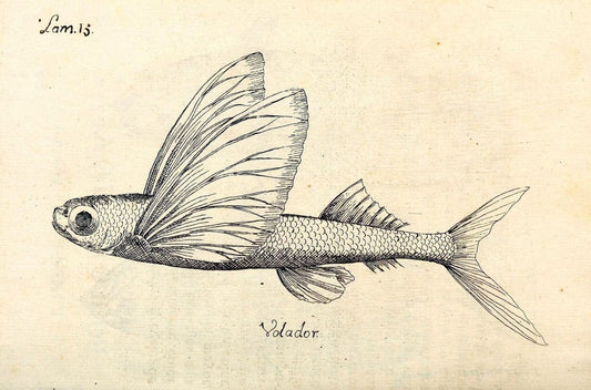 Descripcion de diferentes piezas de historia natural las mas del ramo maritimo :.En La H | "Caribbean Area" Cuba "Marine animals" "Natural history" | Vintage Print Reproduction 467646
