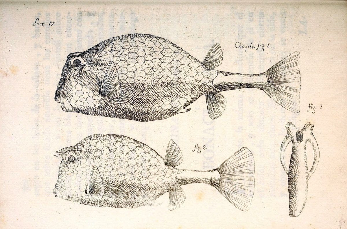 Descripcion de diferentes piezas de historia natural las mas del ramo maritimo :.En La H | "Caribbean Area" Cuba "Marine animals" "Natural history" | Vintage Print Reproduction 467648