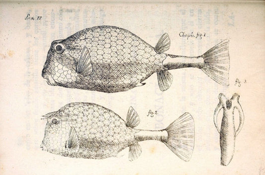 Descripcion de diferentes piezas de historia natural las mas del ramo maritimo :.En La H | "Caribbean Area" Cuba "Marine animals" "Natural history" | Vintage Print Reproduction 467648