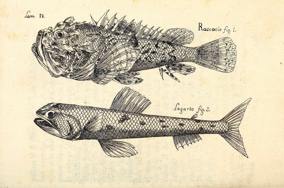 Descripcion de diferentes piezas de historia natural las mas del ramo maritimo :.En La H | "Caribbean Area" Cuba "Marine animals" "Natural history" | Vintage Print Reproduction 467649