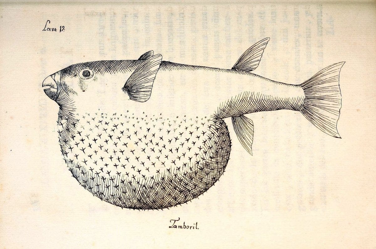 Descripcion de diferentes piezas de historia natural las mas del ramo maritimo :.En La H | "Caribbean Area" Cuba "Marine animals" "Natural history" | Vintage Print Reproduction 467650