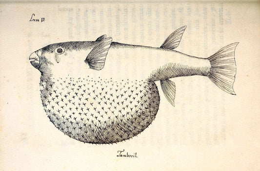 Descripcion de diferentes piezas de historia natural las mas del ramo maritimo :.En La H | "Caribbean Area" Cuba "Marine animals" "Natural history" | Vintage Print Reproduction 467650