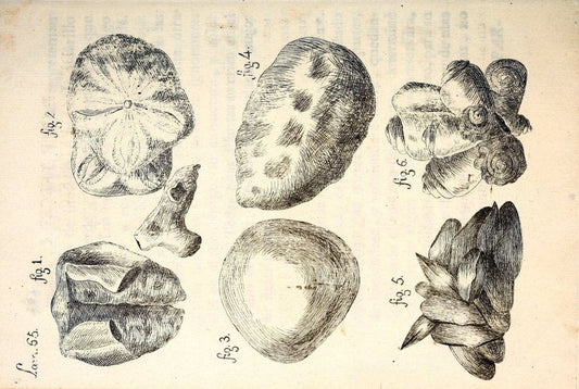 Descripcion de diferentes piezas de historia natural las mas del ramo maritimo :.En La Havana :En la Imprenta de la Capitania General,1787.. |  | Vintage Print Reproduction 467651