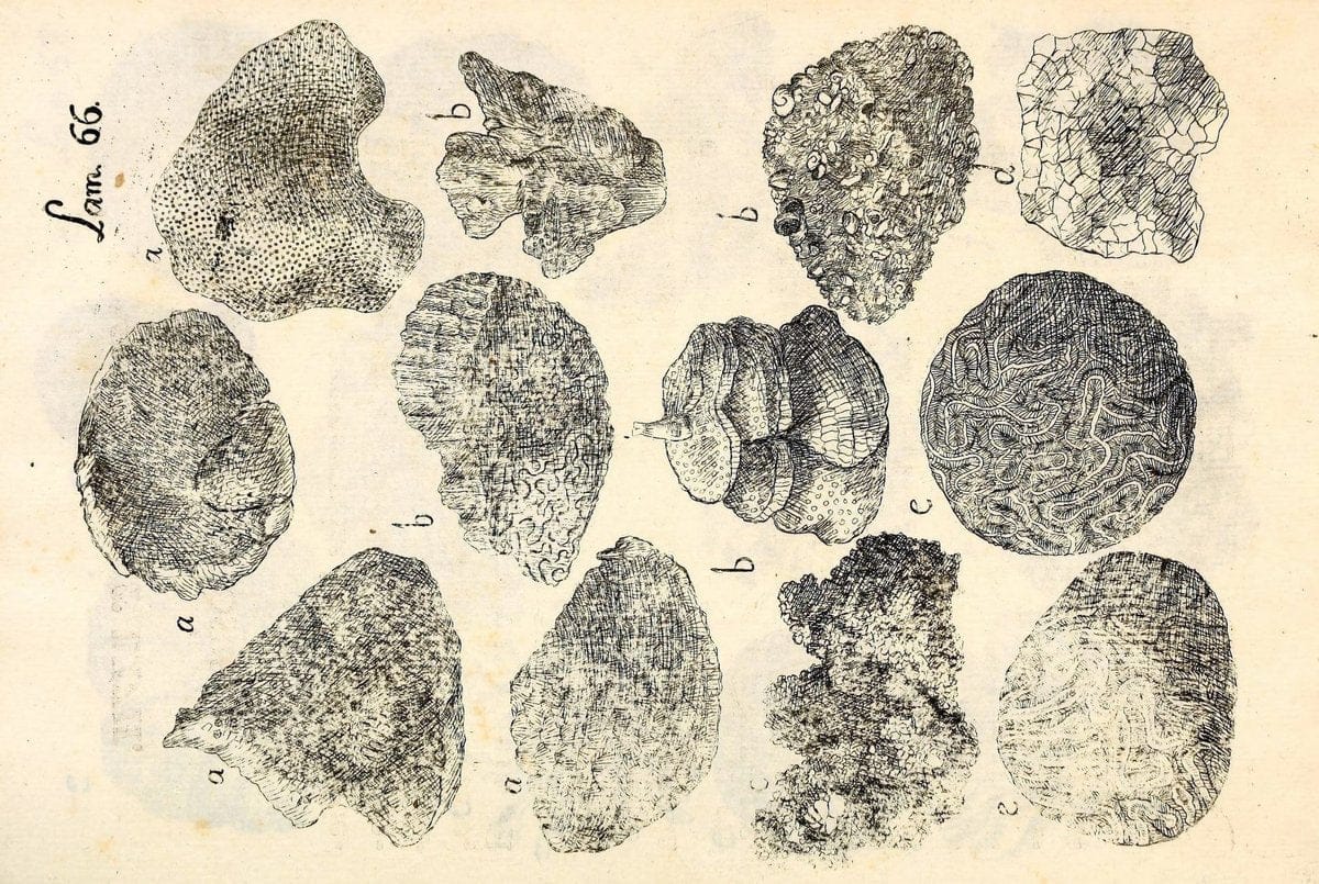 Descripcion de diferentes piezas de historia natural las mas del ramo maritimo :.En La Havana :En la Imprenta de la Capitania General,1787.. |  | Vintage Print Reproduction 467652
