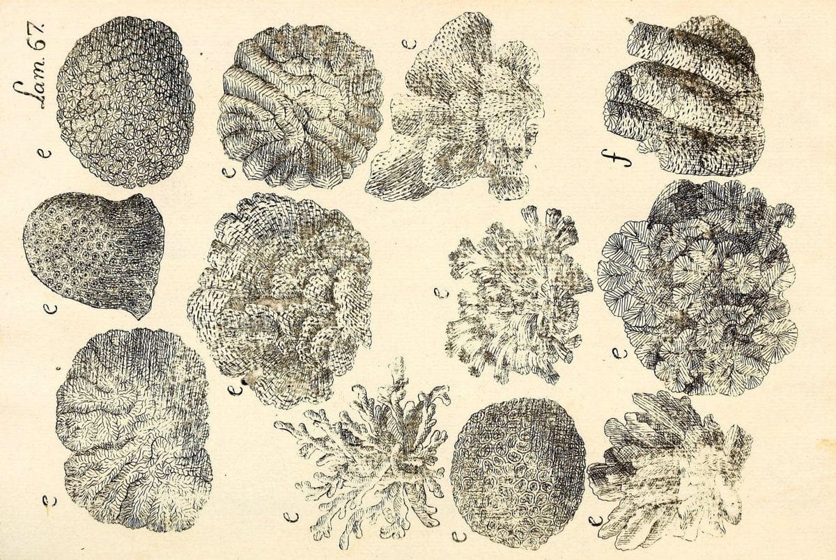 Descripcion de diferentes piezas de historia natural las mas del ramo maritimo :.En La Havana :En la Imprenta de la Capitania General,1787.. |  | Vintage Print Reproduction 467653
