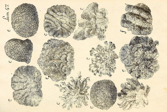 Descripcion de diferentes piezas de historia natural las mas del ramo maritimo :.En La Havana :En la Imprenta de la Capitania General,1787.. |  | Vintage Print Reproduction 467653