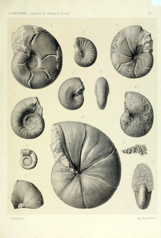 Description de ammonites des calcaires du chÃ Â¢teau de Crussol, ArdÃ¨che :.Lyon :Georg ;1879.  | Ammonoidea ArdÃ¨che France Paleontology  | Vintage Print Reproduction 467656
