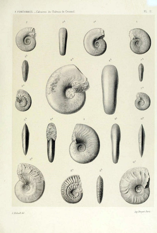 Description de ammonites des calcaires du chÃ Â¢teau de Crussol, ArdÃ¨che :.Lyon :Georg ;1879.  | Ammonoidea ArdÃ¨che France Paleontology  | Vintage Print Reproduction 467657