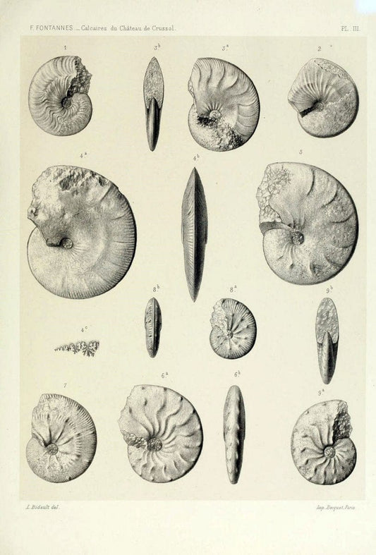 Description de ammonites des calcaires du chÃ Â¢teau de Crussol, ArdÃ¨che :.Lyon :Georg ;1879.  | Ammonoidea ArdÃ¨che France Paleontology  | Vintage Print Reproduction 467658