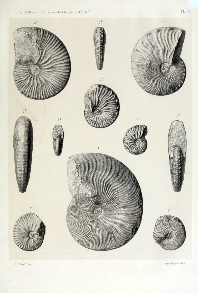 Description de ammonites des calcaires du chÃ Â¢teau de Crussol, ArdÃ¨che :.Lyon :Georg ;1879.  | Ammonoidea ArdÃ¨che France Paleontology  | Vintage Print Reproduction 467660