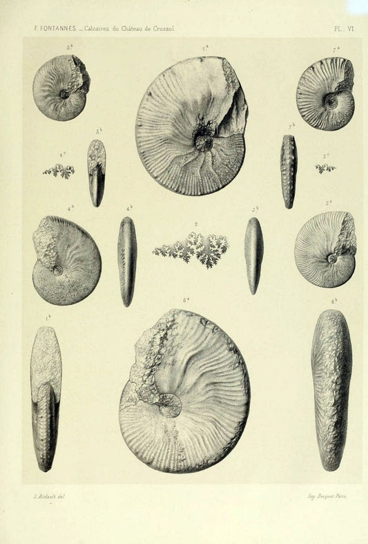 Description de ammonites des calcaires du chÃ Â¢teau de Crussol, ArdÃ¨che :.Lyon :Georg ;1879.  | Ammonoidea ArdÃ¨che France Paleontology  | Vintage Print Reproduction 467661