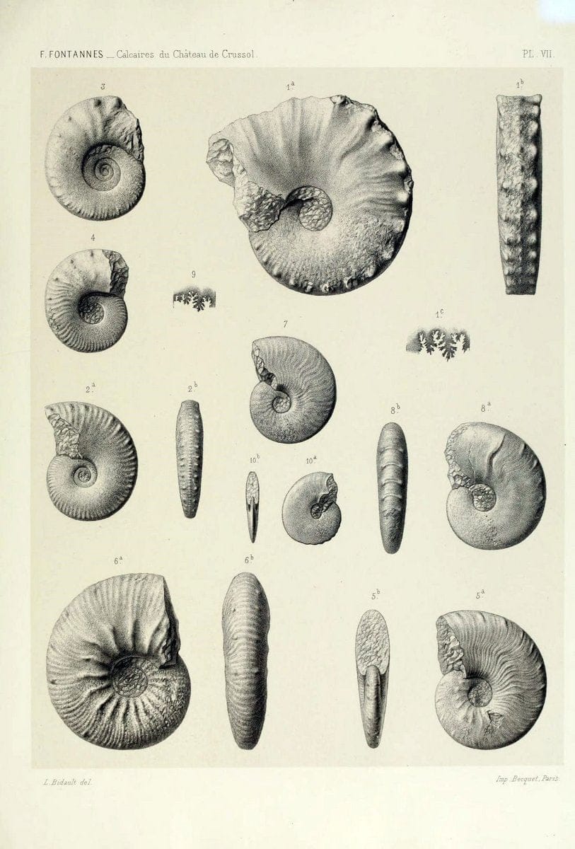 Description de ammonites des calcaires du chÃ Â¢teau de Crussol, ArdÃ¨che :.Lyon :Georg ;1879.  | Ammonoidea ArdÃ¨che France Paleontology  | Vintage Print Reproduction 467662