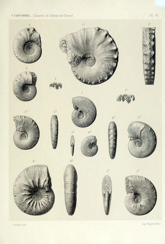Description de ammonites des calcaires du chÃ Â¢teau de Crussol, ArdÃ¨che :.Lyon :Georg ;1879.  | Ammonoidea ArdÃ¨che France Paleontology  | Vintage Print Reproduction 467662