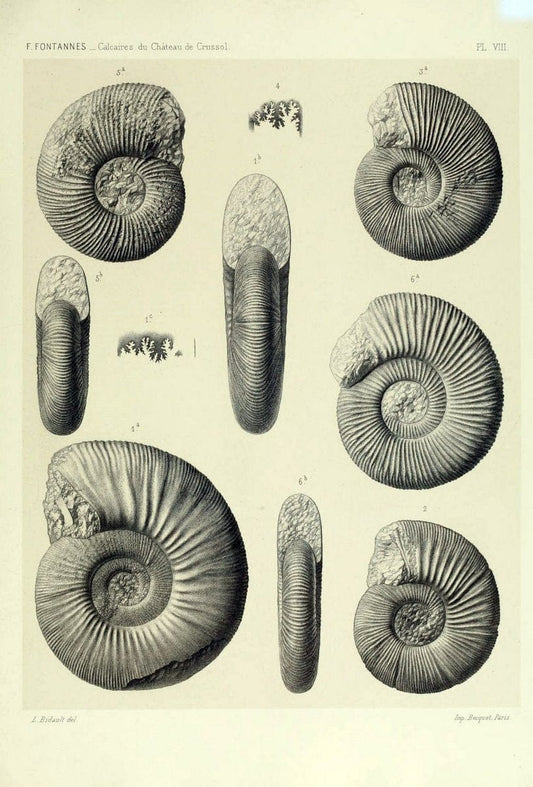 Description de ammonites des calcaires du chÃ Â¢teau de Crussol, ArdÃ¨che :.Lyon :Georg ;1879.  | Ammonoidea ArdÃ¨che France Paleontology  | Vintage Print Reproduction 467663