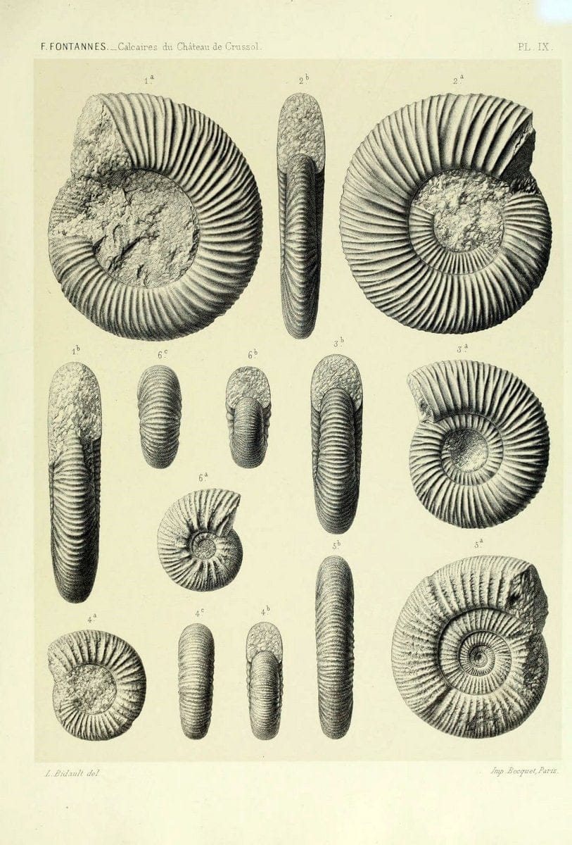 Description de ammonites des calcaires du chÃ Â¢teau de Crussol, ArdÃ¨che :.Lyon :Georg ;1879.  | Ammonoidea ArdÃ¨che France Paleontology  | Vintage Print Reproduction 467664