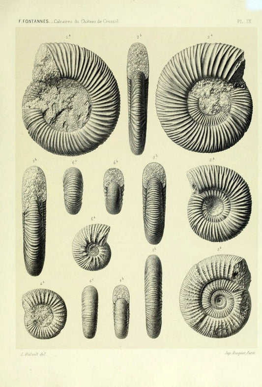 Description de ammonites des calcaires du chÃ Â¢teau de Crussol, ArdÃ¨che :.Lyon :Georg ;1879.  | Ammonoidea ArdÃ¨che France Paleontology  | Vintage Print Reproduction 467664