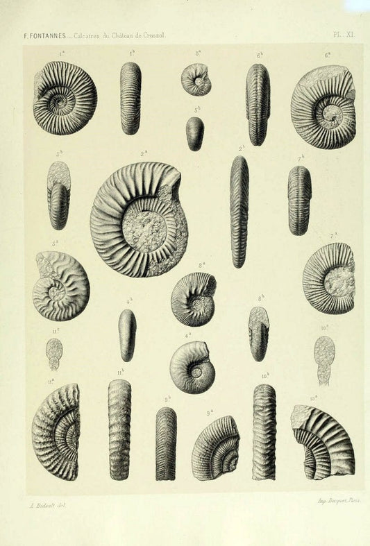 Description de ammonites des calcaires du chÃ Â¢teau de Crussol, ArdÃ¨che :.Lyon :Georg ;1879.  | Ammonoidea ArdÃ¨che France Paleontology  | Vintage Print Reproduction 467666