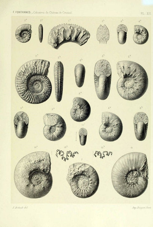 Description de ammonites des calcaires du chÃ Â¢teau de Crussol, ArdÃ¨che :.Lyon :Georg ;1879.  | Ammonoidea ArdÃ¨che France Paleontology  | Vintage Print Reproduction 467667