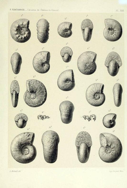 Description de ammonites des calcaires du chÃ Â¢teau de Crussol, ArdÃ¨che :.Lyon :Georg ;1879.  | Ammonoidea ArdÃ¨che France Paleontology  | Vintage Print Reproduction 467668