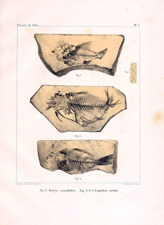 Description de quelques poissons fossiles du Mont Liban /.GÃ©nÃ¨ve :impr. de Jules-Guillaume Fick,1850.  | Lebanon "Osteichthyes, Fossil"  | Vintage Print Reproduction 467715