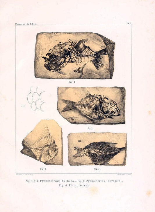 Description de quelques poissons fossiles du Mont Liban /.GÃ©nÃ¨ve :impr. de Jules-Guillaume Fick,1850.  | Lebanon "Osteichthyes, Fossil"  | Vintage Print Reproduction 467716