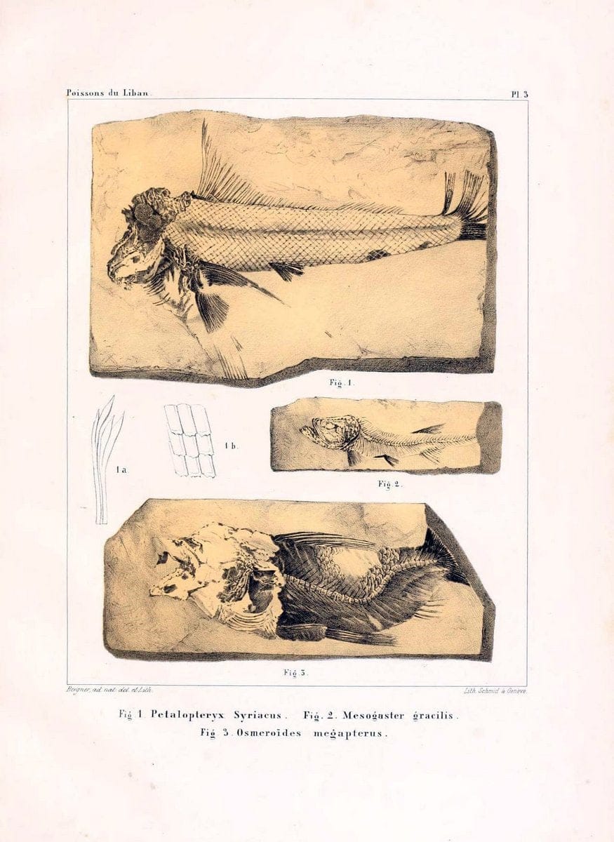 Dragable Image