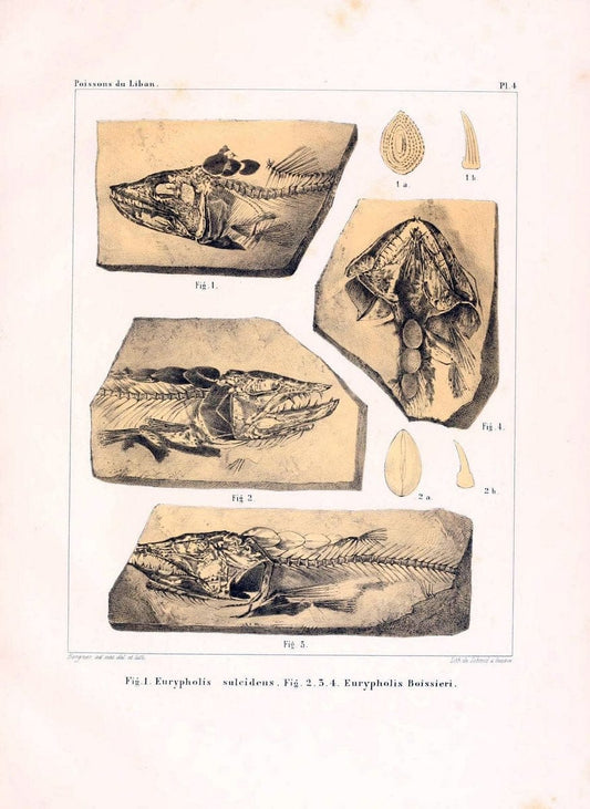 Description de quelques poissons fossiles du Mont Liban /.GÃ©nÃ¨ve :impr. de Jules-Guillaume Fick,1850.  | Lebanon "Osteichthyes, Fossil"  | Vintage Print Reproduction 467718