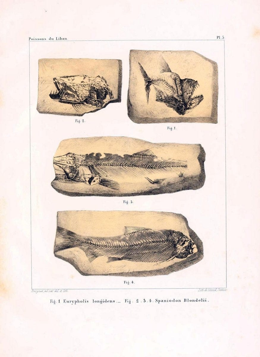 Description de quelques poissons fossiles du Mont Liban /.GÃ©nÃ¨ve :impr. de Jules-Guillaume Fick,1850.  | Lebanon "Osteichthyes, Fossil"  | Vintage Print Reproduction 467719