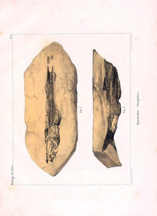 Description de quelques poissons fossiles du Mont Liban /.GÃ©nÃ¨ve :impr. de Jules-Guillaume Fick,1850.  | Lebanon "Osteichthyes, Fossil"  | Vintage Print Reproduction 467720