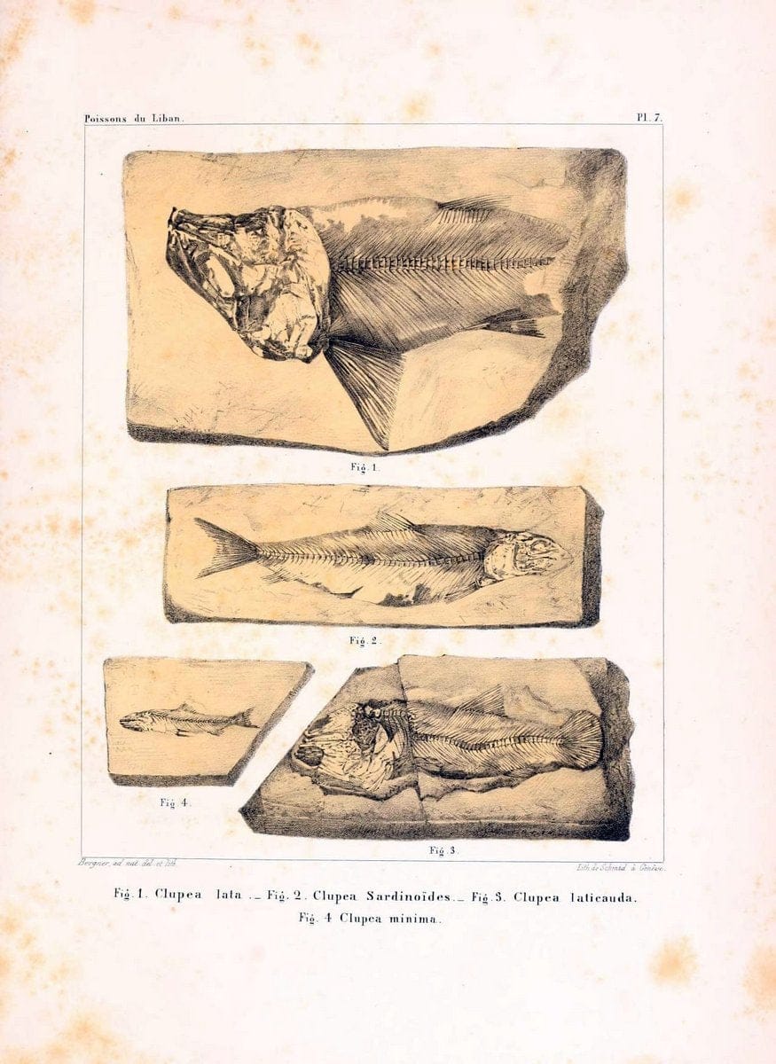 Description de quelques poissons fossiles du Mont Liban /.GÃ©nÃ¨ve :impr. de Jules-Guillaume Fick,1850.  | Lebanon "Osteichthyes, Fossil"  | Vintage Print Reproduction 467721
