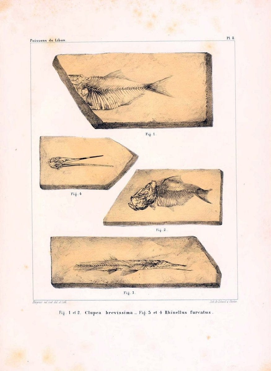 Dragable Image