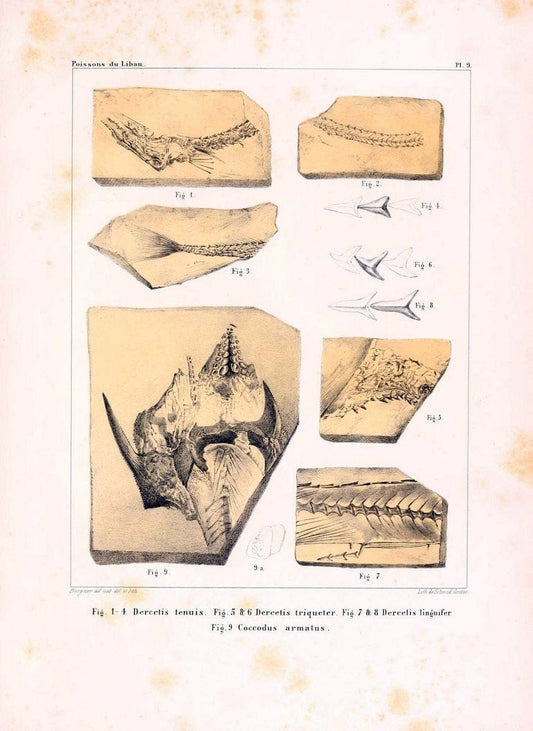 Description de quelques poissons fossiles du Mont Liban /.GÃ©nÃ¨ve :impr. de Jules-Guillaume Fick,1850.. |  | Vintage Print Reproduction 467723