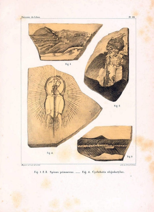 Description de quelques poissons fossiles du Mont Liban /.GÃ©nÃ¨ve :impr. de Jules-Guillaume Fick,1850.. |  | Vintage Print Reproduction 467724