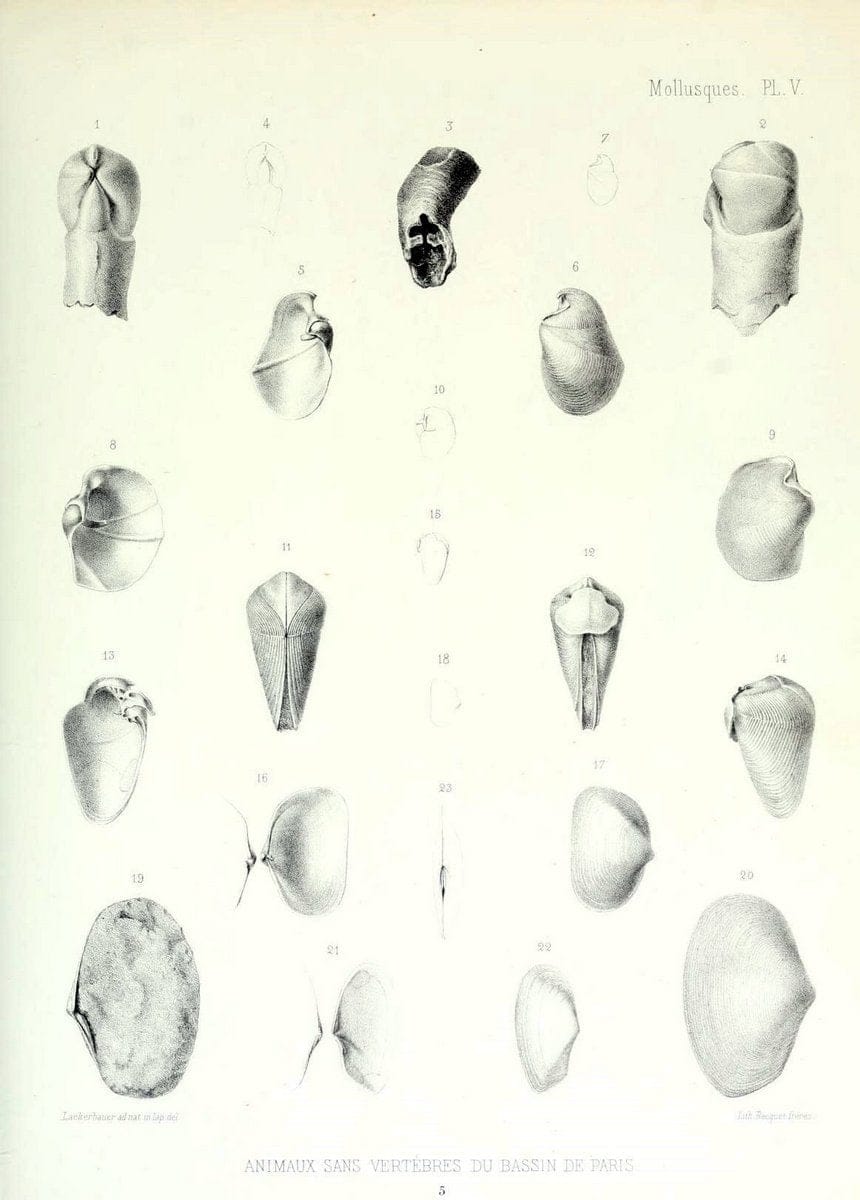 Description des animaux sans vertÃ¨bres dÃ©couverts dans le bassin de Paris :.Paris :Balli | "Mollusks, Fossil" Paleontology "Paris Basin (France)"  | Vintage Print Reproduction 467725