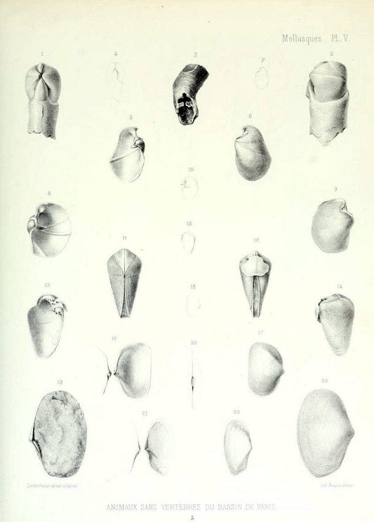 Description des animaux sans vertÃ¨bres dÃ©couverts dans le bassin de Paris :.Paris :Balli | "Mollusks, Fossil" Paleontology "Paris Basin (France)"  | Vintage Print Reproduction 467725