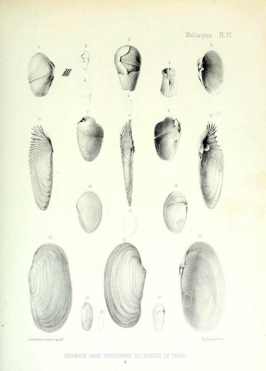 Description des animaux sans vertÃ¨bres dÃ©couverts dans le bassin de Paris :.Paris :Balli | "Mollusks, Fossil" Paleontology "Paris Basin (France)"  | Vintage Print Reproduction 467726