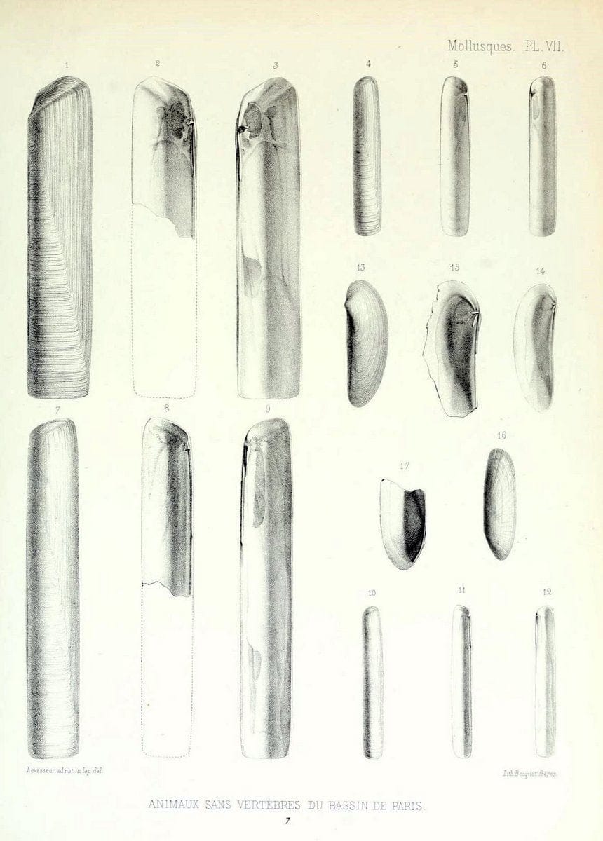 Description des animaux sans vertÃ¨bres dÃ©couverts dans le bassin de Paris :.Paris :Balli | "Mollusks, Fossil" Paleontology "Paris Basin (France)"  | Vintage Print Reproduction 467727