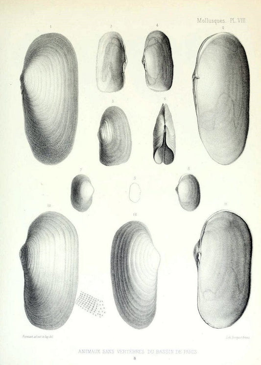 Description des animaux sans vertÃ¨bres dÃ©couverts dans le bassin de Paris :.Paris :Balli | "Mollusks, Fossil" Paleontology "Paris Basin (France)"  | Vintage Print Reproduction 467728