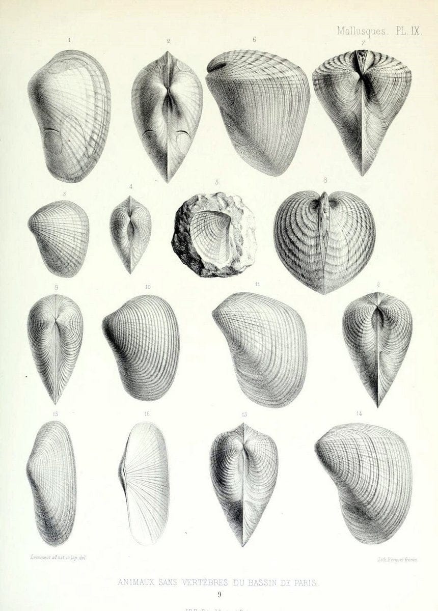 Description des animaux sans vertÃ¨bres dÃ©couverts dans le bassin de Paris :.Paris :Balli | "Mollusks, Fossil" Paleontology "Paris Basin (France)"  | Vintage Print Reproduction 467729
