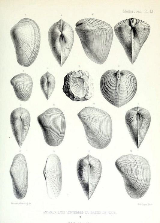 Description des animaux sans vertÃ¨bres dÃ©couverts dans le bassin de Paris :.Paris :Balli | "Mollusks, Fossil" Paleontology "Paris Basin (France)"  | Vintage Print Reproduction 467729