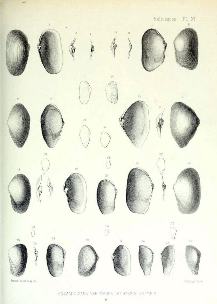 Description des animaux sans vertÃ¨bres dÃ©couverts dans le bassin de Paris :.Paris :Balli | "Mollusks, Fossil" Paleontology "Paris Basin (France)"  | Vintage Print Reproduction 467731