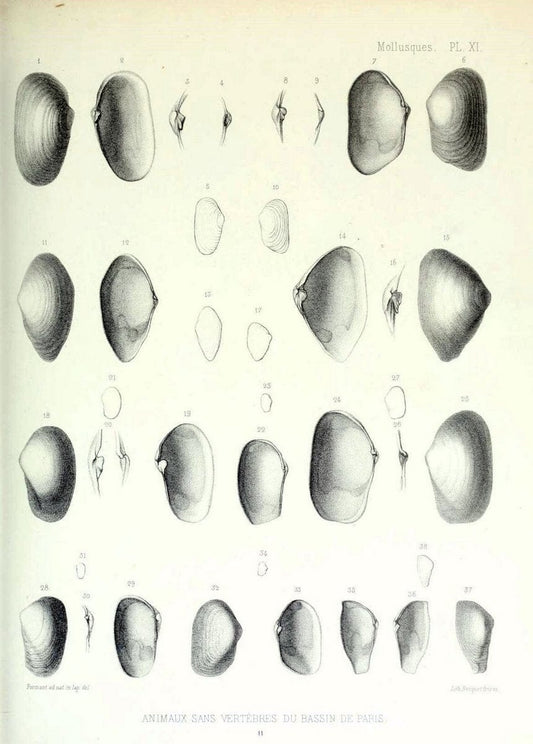 Description des animaux sans vertÃ¨bres dÃ©couverts dans le bassin de Paris :.Paris :Balli | "Mollusks, Fossil" Paleontology "Paris Basin (France)"  | Vintage Print Reproduction 467731