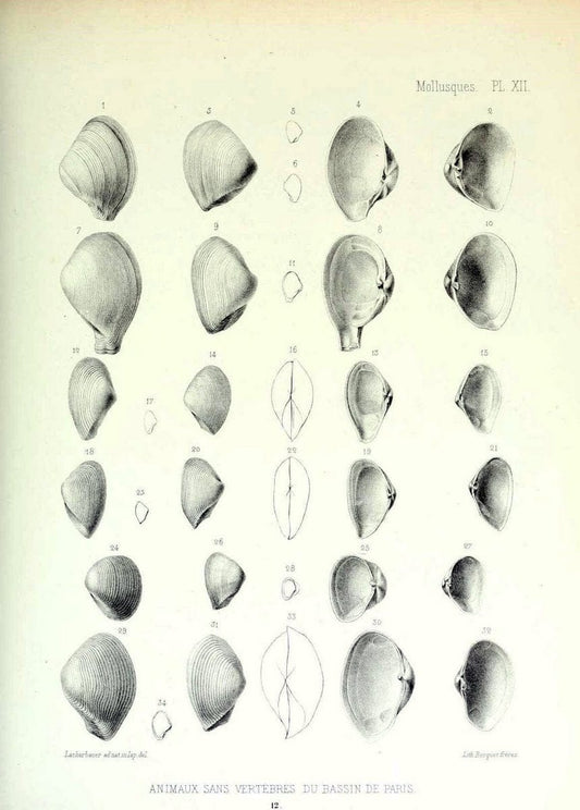 Description des animaux sans vertÃ¨bres dÃ©couverts dans le bassin de Paris :.Paris :Balli | "Mollusks, Fossil" Paleontology "Paris Basin (France)"  | Vintage Print Reproduction 467732