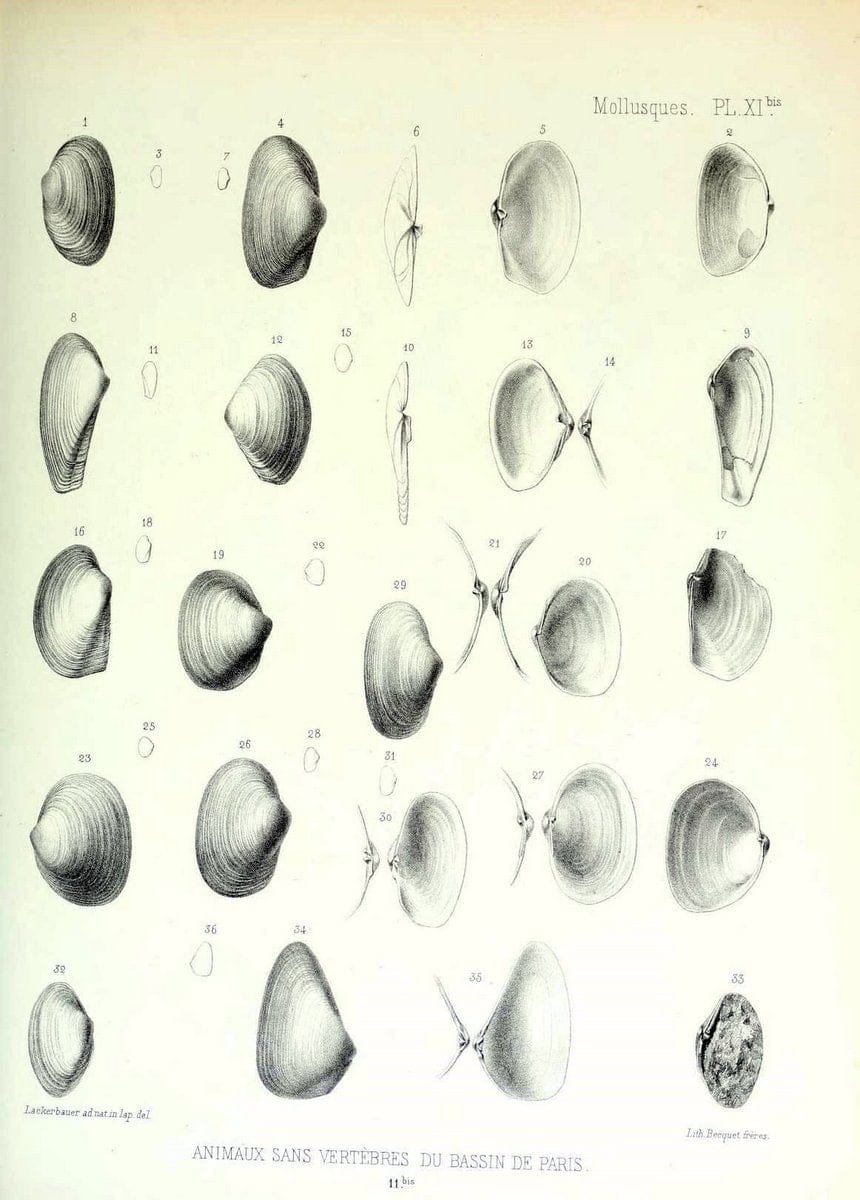 Description des animaux sans vertÃ¨bres dÃ©couverts dans le bassin de Paris :.Paris :Balli | "Mollusks, Fossil" Paleontology "Paris Basin (France)"  | Vintage Print Reproduction 467733